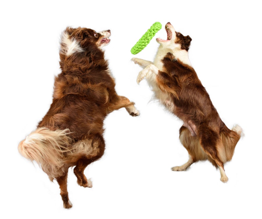 RompiDogz Tug N' Toss Rope