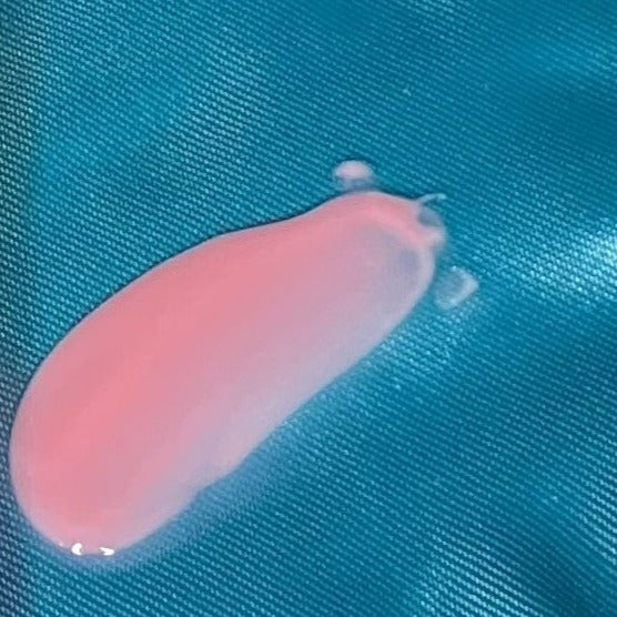 Wholesale Lip Gloss