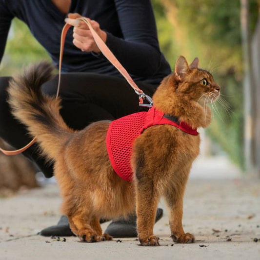 Sleepypod Martingale Cat Harness