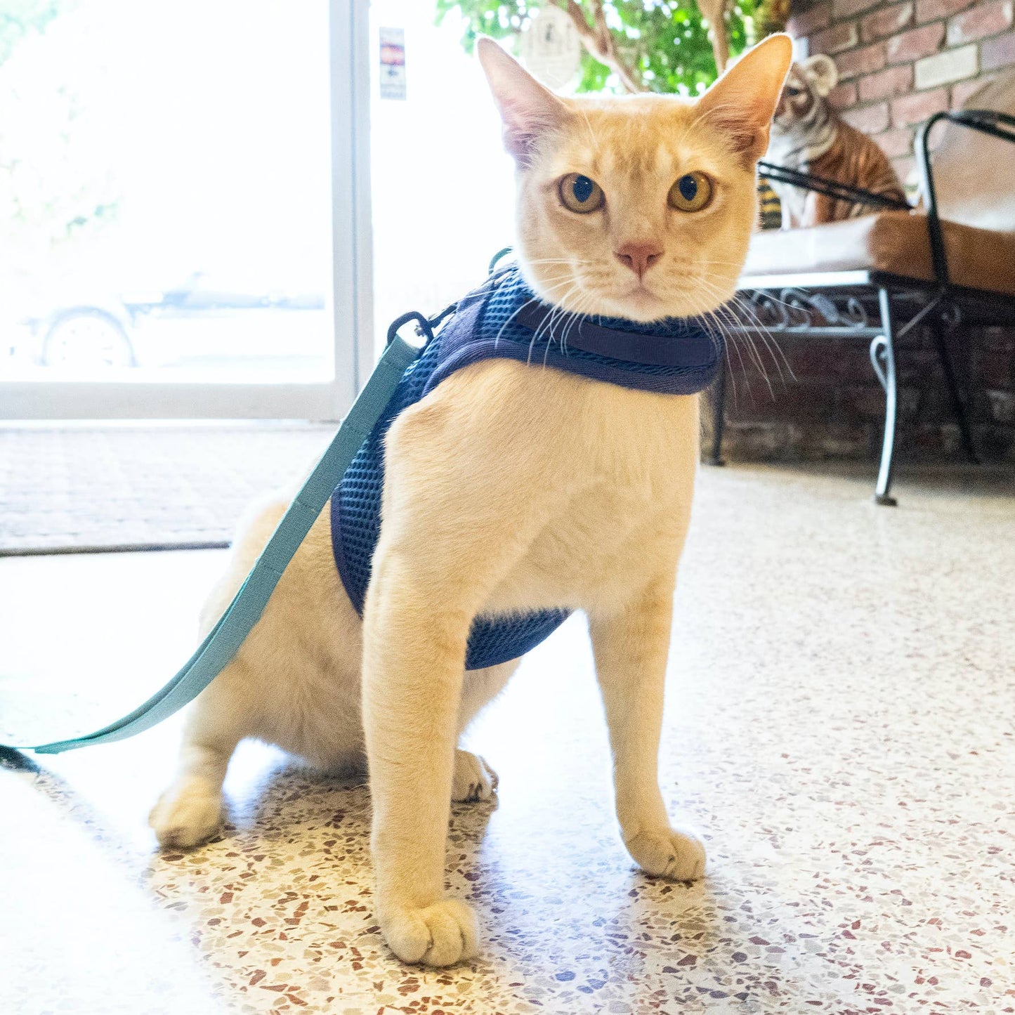 Sleepypod Martingale Cat Harness