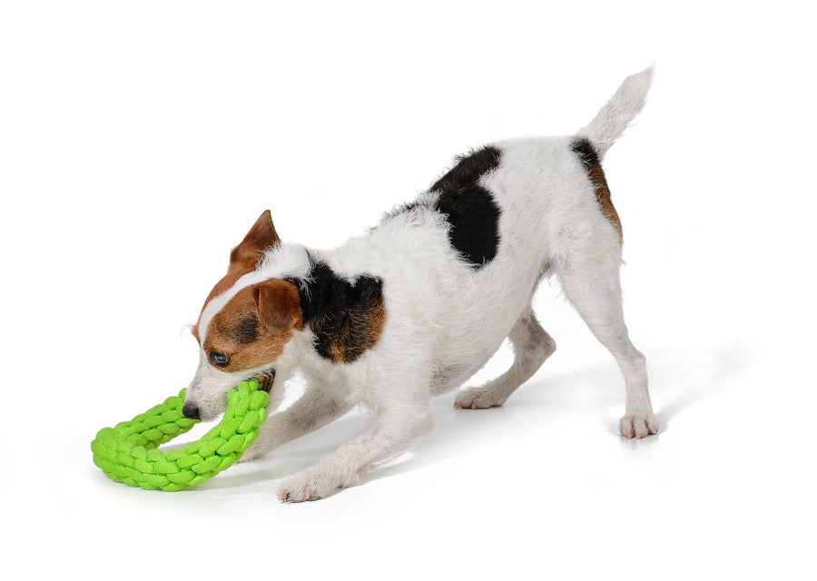 RompiDogz Tug N' Toss Rope