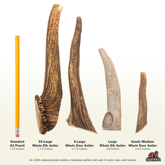 Redbarn Naturally Shed Deer Antler