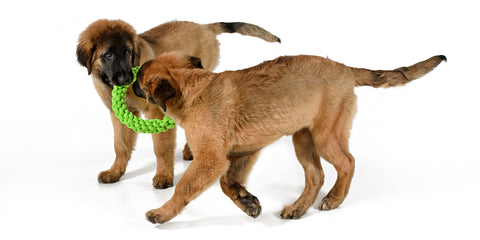 RompiDogz Tug N' Toss Rope