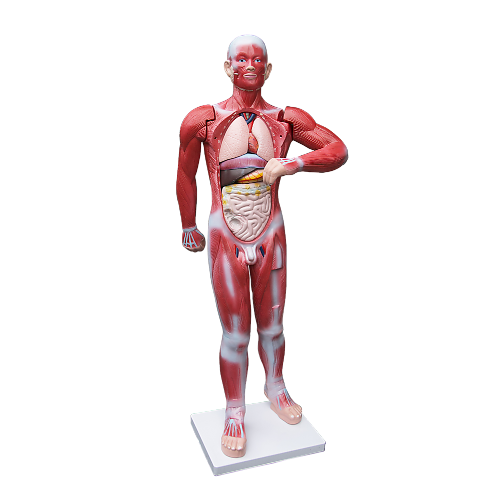 Human Anatomical Muscular Model Muscle System